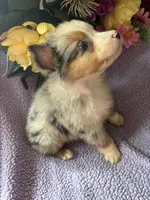Tito, a male Miniature Australian Shepherd for sale in Rogersville, TN – 7 of 9