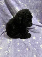 Gillian, a female Poodle - Standard  for sale in Rogersville, TN – 4 of 9