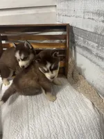 Lord Farquart, a male Siberian Husky for sale in Rogersville, TN – 7 of 8