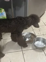 Diva, a female Poodle - Standard  for sale in Rogersville, TN – 6 of 7
