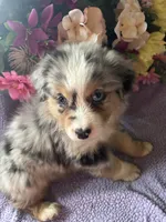 Patron, a male Miniature Australian Shepherd for sale in Rogersville, TN – 9 of 10