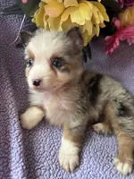 Tito, a male Miniature Australian Shepherd for sale in Rogersville, TN – 3 of 9