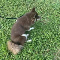 Cocoa, a female Pomsky for sale in Rogersville, TN – Photo 3 of 6