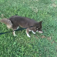 Cocoa, a female Pomsky for sale in Rogersville, TN – Photo 1 of 6