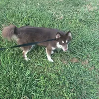 Cocoa, a female Pomsky for sale in Rogersville, TN – Photo 6 of 6