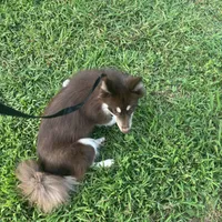 Cocoa, a female Pomsky for sale in Rogersville, TN – Photo 4 of 6