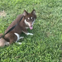 Cocoa, a female Pomsky for sale in Rogersville, TN – Photo 5 of 6