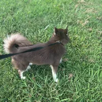 Cocoa, a female Pomsky for sale in Rogersville, TN – Photo 2 of 6