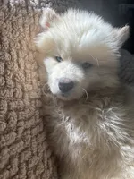 Aspen, a male Siberian Husky for sale in Rogersville, TN – 2 of 10