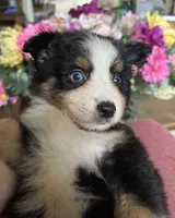 Tequila, a male Miniature Australian Shepherd for sale in Rogersville, TN – 1 of 9