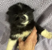 Coal, a male Pomsky for sale in Rogersville, TN – 4 of 5