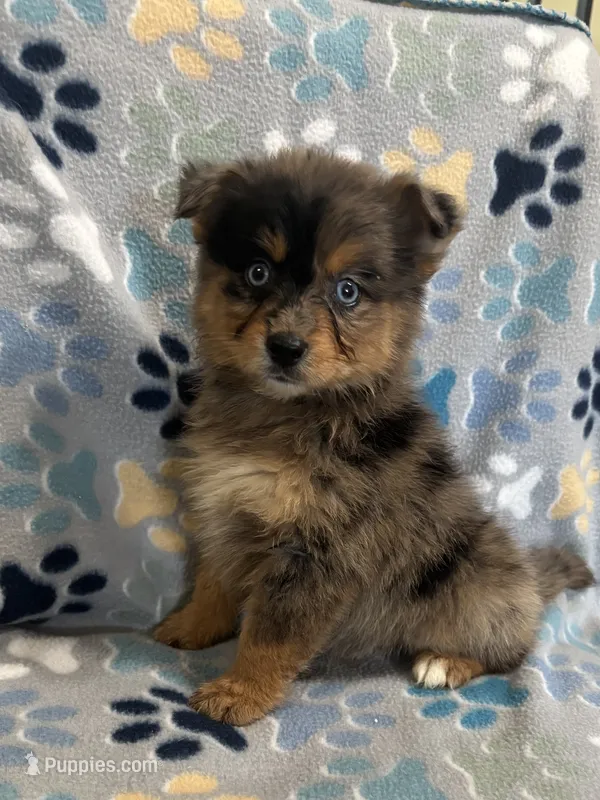 Meeka – Miniature Australian Shepherd, Pomsky puppy for sale in Rogersville, TN