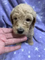 Jimmy, a male Poodle - Standard  for sale in Rogersville, TN – 5 of 10