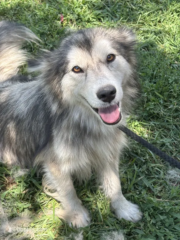 Nala – Alaskan Malamute puppy for sale in Rogersville, TN
