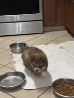 Thor, a male Siberian Husky and Miniature Australian Shepherd for sale in Rogersville, TN – Photo 3 of 7