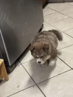 Thor, a male Siberian Husky and Miniature Australian Shepherd for sale in Rogersville, TN – Photo 2 of 7