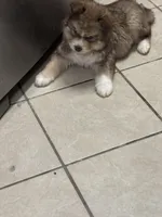 Thor, a male Siberian Husky and Miniature Australian Shepherd for sale in Rogersville, TN – Photo 5 of 7