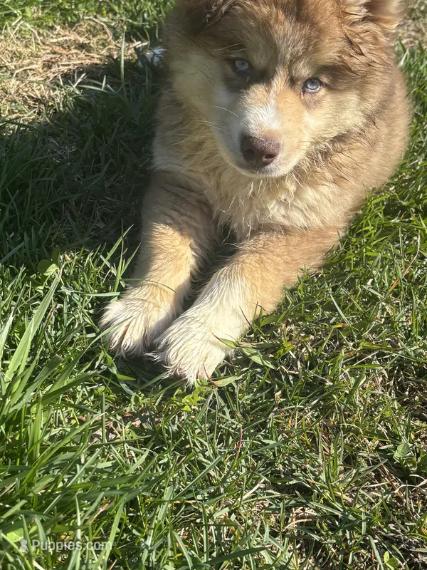 Thor – Siberian Husky, Miniature Australian Shepherd puppy for sale in Rogersville, TN