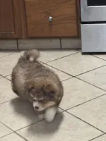 Thor, a male Siberian Husky and Miniature Australian Shepherd for sale in Rogersville, TN – Photo 7 of 7