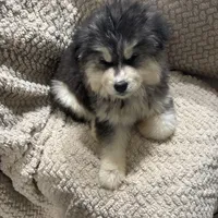 Zeus, a male Siberian Husky for sale in Rogersville, TN – Photo 7 of 9