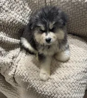 Zeus, a female Siberian Husky for sale in Rogersville, TN – Photo 6 of 8