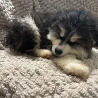 Zeus, a male Siberian Husky for sale in Rogersville, TN – Photo 8 of 9