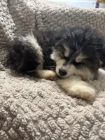 Zeus, a female Siberian Husky for sale in Rogersville, TN – Photo 7 of 8