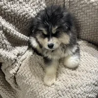 Zeus, a male Siberian Husky for sale in Rogersville, TN – Photo 6 of 9