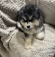 Zeus, a female Siberian Husky for sale in Rogersville, TN – Photo 5 of 8