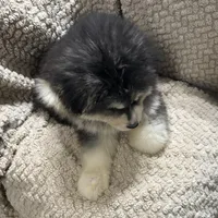 Zeus, a male Siberian Husky for sale in Rogersville, TN – Photo 4 of 9