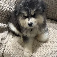 Zeus, a male Siberian Husky for sale in Rogersville, TN – Photo 3 of 9