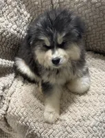 Zeus, a female Siberian Husky for sale in Rogersville, TN – Photo 2 of 8