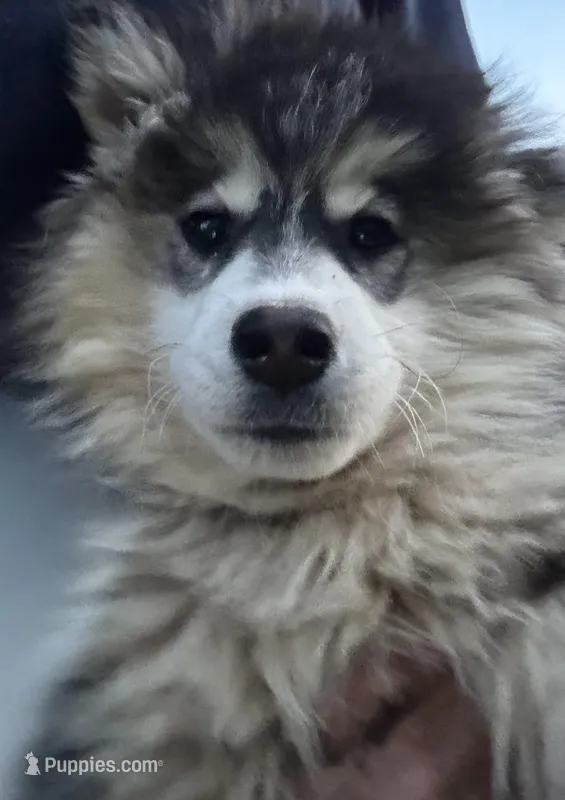 Zeus – Siberian Husky puppy for sale in Rogersville, TN