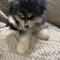 Zeus, a male Siberian Husky for sale in Rogersville, TN – Photo 9 of 9