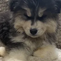 Zeus, a male Siberian Husky for sale in Rogersville, TN – Photo 2 of 9