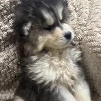 Zeus, a male Siberian Husky for sale in Rogersville, TN – Photo 5 of 9