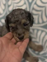 Amora, a female Poodle - Standard  for sale in Rogersville, TN – Photo 2 of 8