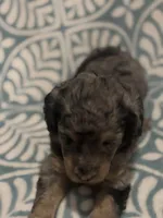 Amora, a female Poodle - Standard  for sale in Rogersville, TN – Photo 6 of 8