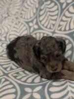 Amora, a female Poodle - Standard  for sale in Rogersville, TN – Photo 8 of 8