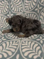 Amora, a female Poodle - Standard  for sale in Rogersville, TN – Photo 4 of 8