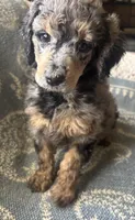 Amora, a female Poodle - Standard  for sale in Rogersville, TN – Photo 1 of 8