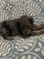 Amora, a female Poodle - Standard  for sale in Rogersville, TN – Photo 5 of 8