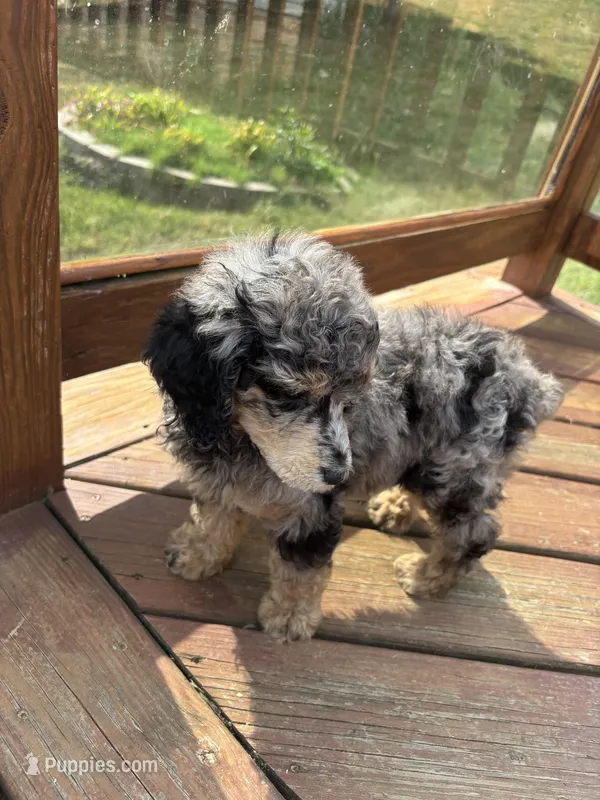 Amora – Poodle - Standard  puppy for sale in Rogersville, TN
