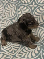 Amora, a female Poodle - Standard  for sale in Rogersville, TN – Photo 3 of 8