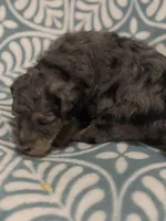 Amora, a female Poodle - Standard  for sale in Rogersville, TN – Photo 7 of 8