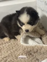Legend, a female Siberian Husky for sale in Rogersville, TN – 4 of 8