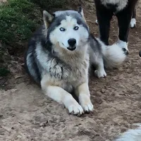 Sky Cloud, a female Siberian Husky for sale in Rogersville, TN – Photo 2 of 2