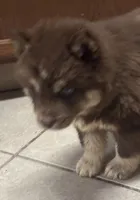 Lucretia, a female Siberian Husky for sale in Rogersville, TN – Photo 3 of 4