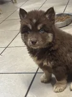 Lucretia, a female Siberian Husky for sale in Rogersville, TN – Photo 4 of 4