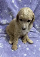 Sally, a female Poodle - Standard  for sale in Rogersville, TN – 10 of 10